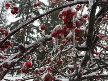 ice covered berries February 5 2017 - photo Andrea Wollens