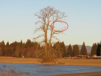 missing eagles nest on w axton rd 2017-02-13