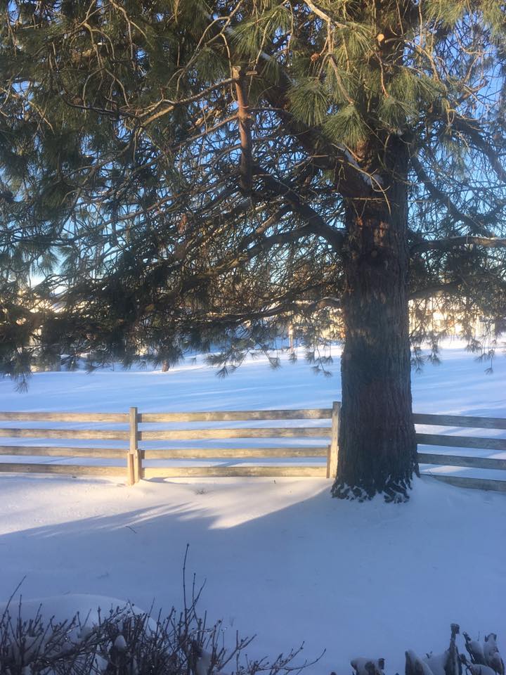 sun on the snow in Ferndale - Anita Goecke