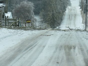 tree branch down on the road on olson rd between mountain view and thornton rds 2017-02-04