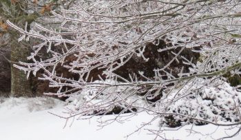 Trees coated with ice on Olson Road (February 4, 2017). Photo: Whatcom News