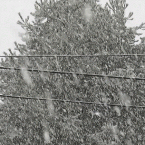 Heavy snowfall near Thornton Street and Malloy Avenue (March 5, 2017). Video: Whatcom News