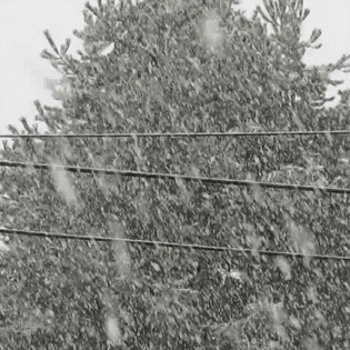 Heavy snowfall near Thornton Street and Malloy Avenue (March 5, 2017). Video: Whatcom News