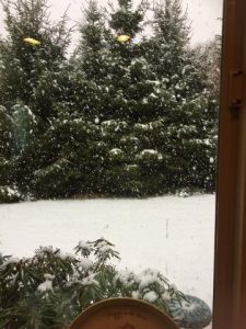 morning snow aldergrove by kickerville pic Jamie Albrecht