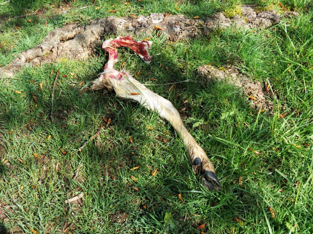 deer remains near nubgaard pond 2017-04-27