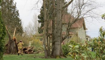 tree down on front of house on bay road 2017-04-07