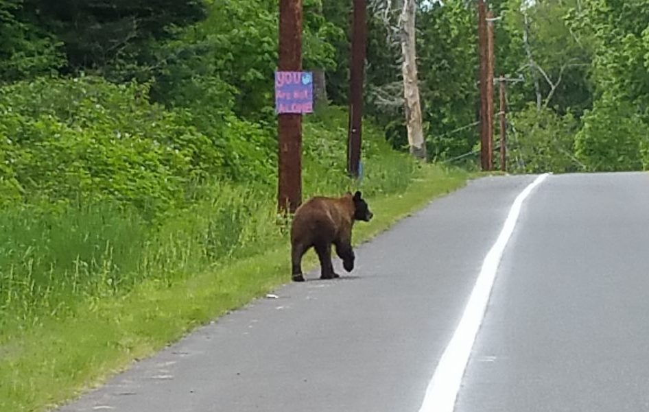 bear sighted rambling down lummi view dr photo ellie kinley 2017-05-17