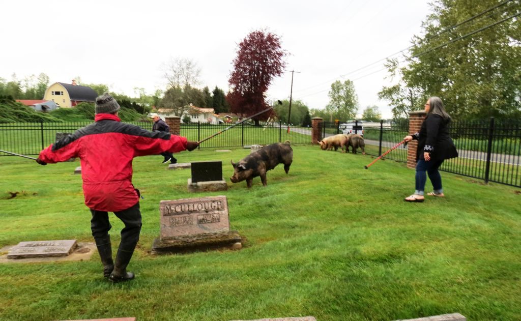 volunteers work to keep pigs corraled in Enterprise Cemetery until animal control officers can herd them back to their home 2017-05-05 1745
