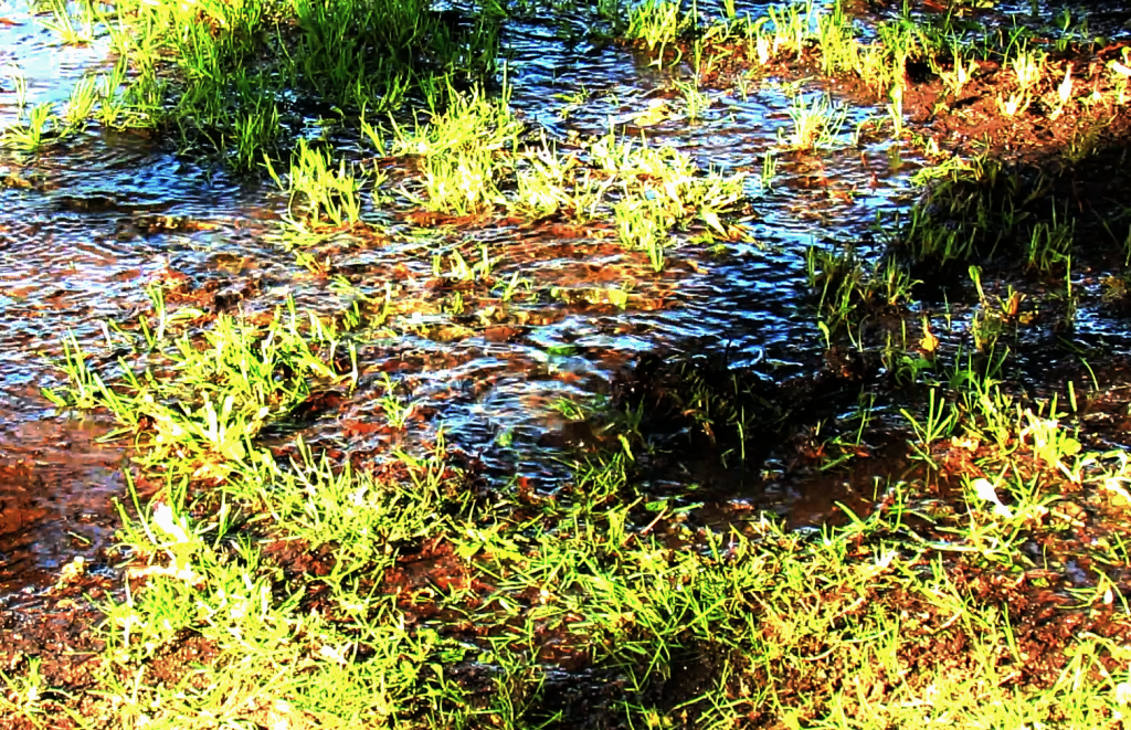 water bubbles from the ground on Cedar Street 2017-06-06 0730