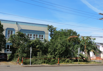 Fallen tree at Central Elementary