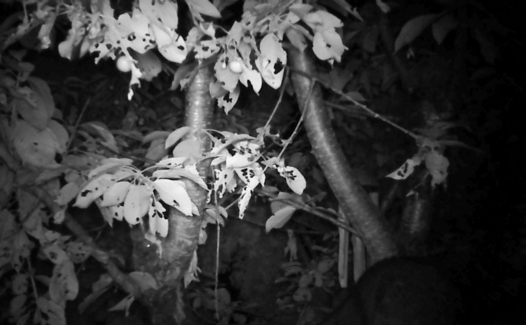 bear eating cherries in backyard 2017-07-10 0030