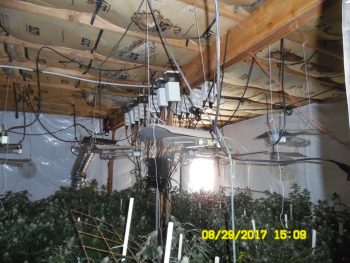 2017 MJ grow operation 8-29-17 photo WCSO