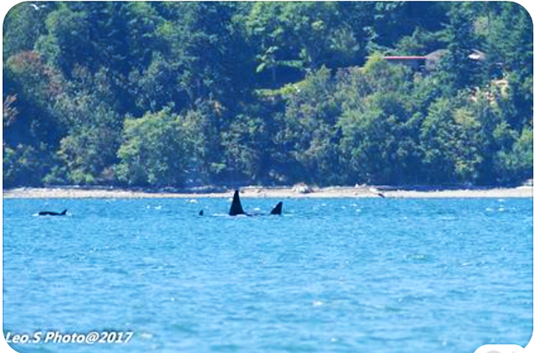 orcas in hale passage 2017-07-31 photo Leo Solomon