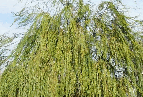 windy tree gusty winds