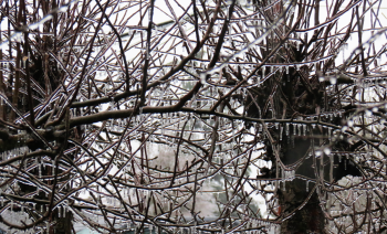 Freezing rain coats tree branches during ice storm (December 29, 2017). Photo: Whatcom News