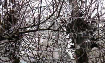 Freezing rain coats tree branches during ice storm (December 29, 2017). Photo: Whatcom News