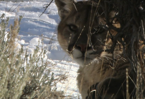 video provided by Western Wildlife Outreach.