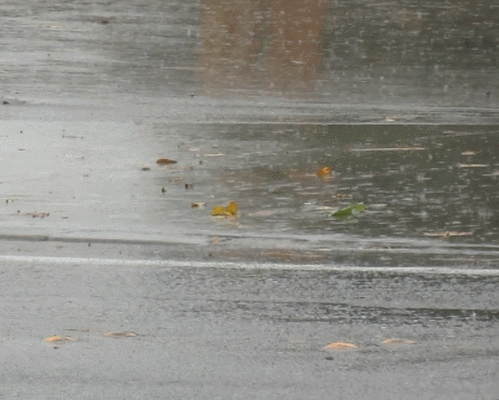 Overnight heavy rain soaks and winds buffet already recovering Whatcom County