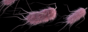 e coli virus - src centers for disease control and prevention