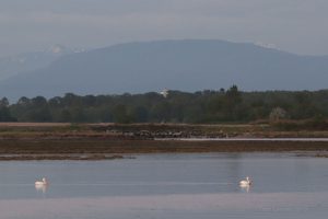 PelicanHillBackdropResize