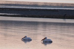 PelicansClose2resize