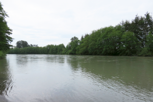 Nooksack River flowing at a depth of about 8 feet looking southwest from Hovander Homestead Park (May 19, 2018). Photo: Whatcom News