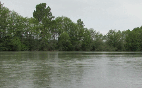 Nooksack River flowing at a depth of about 8 feet looking west from Hovander Homestead Park (May, 19, 2018). Video: My Ferndale News