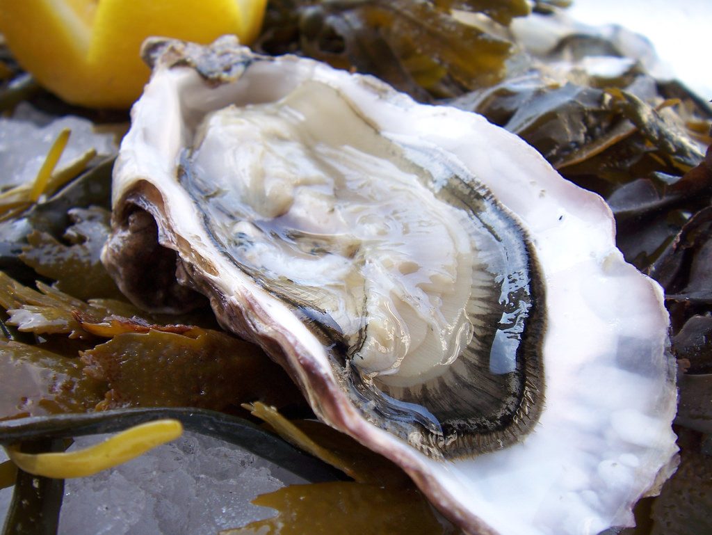 oyster on halfshell credit mark skipper via flickr