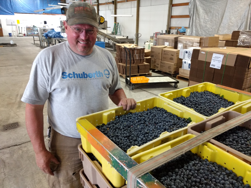 eastview blueberry farm owner david hughes stands by some of the first blueberries harvested in 2018 2018-07-25