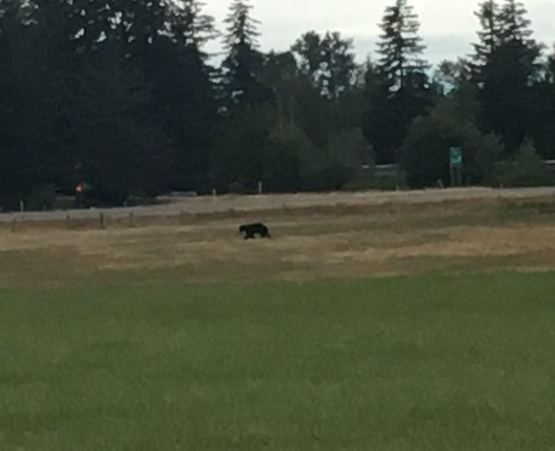 bear near grandview I-5 sb on-ramp video melissa lange 2018-08-02