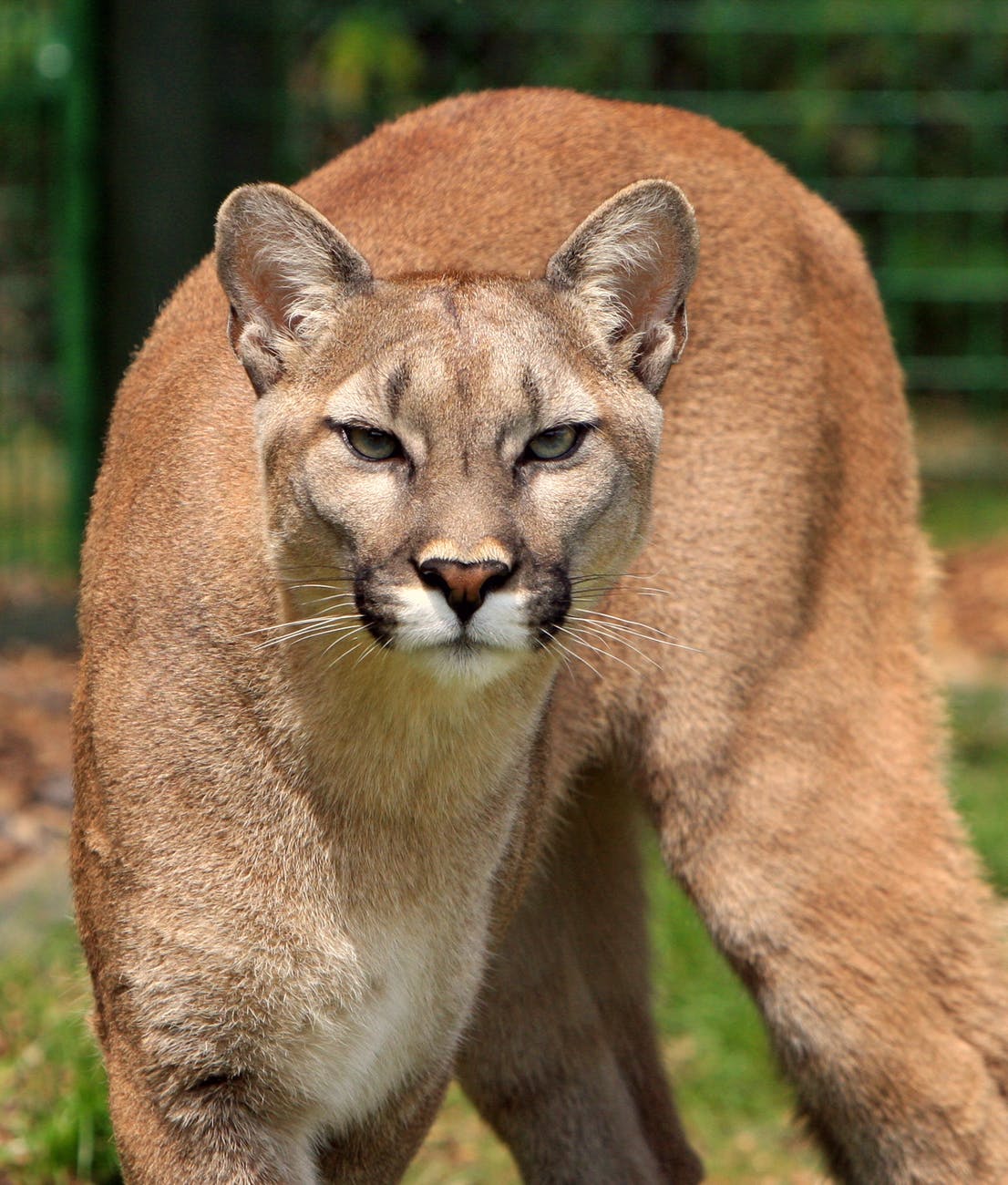 cougar