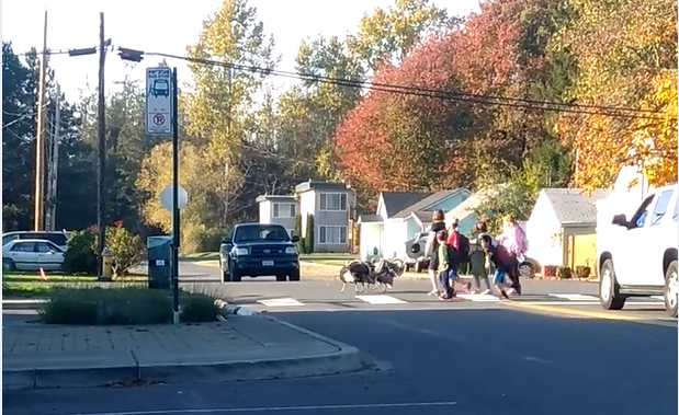 turkeys hanging out around Central Elementary 2018-10-25 video still from Angie Hay
