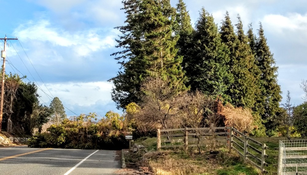 tree and power lines down across Slater Road 21081220 News
