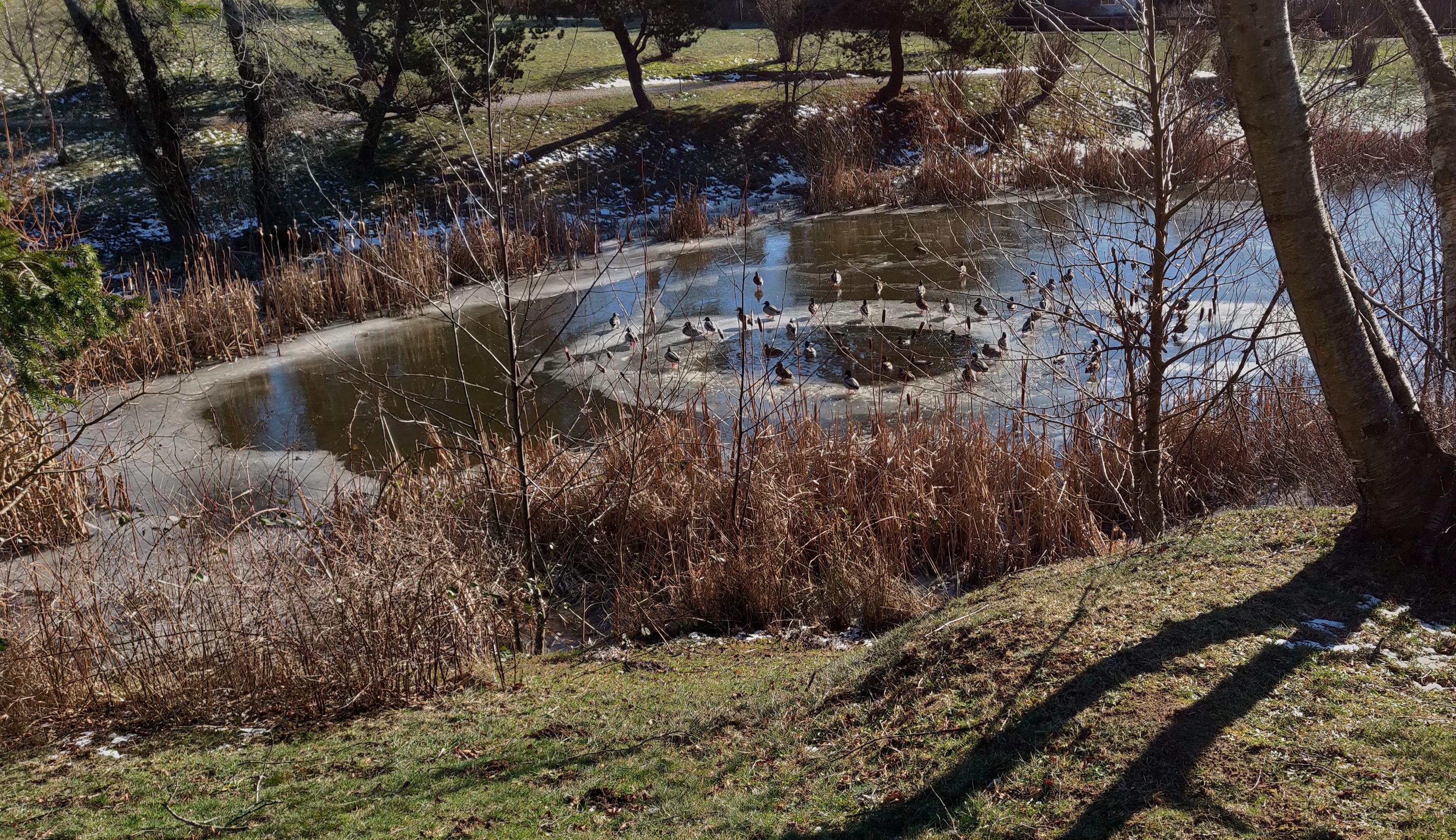 Ducks gather on a partially frozen pond in Ferndale (February 5, 2019). Photo: Marvin Waschke