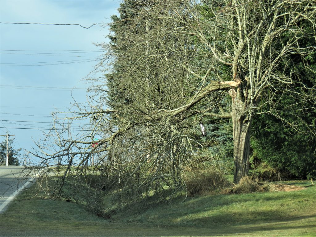 A damaged tree on Thornton Street after a windstorm with 70mph gusts (February 10, 2019). Photo: My Ferndale News