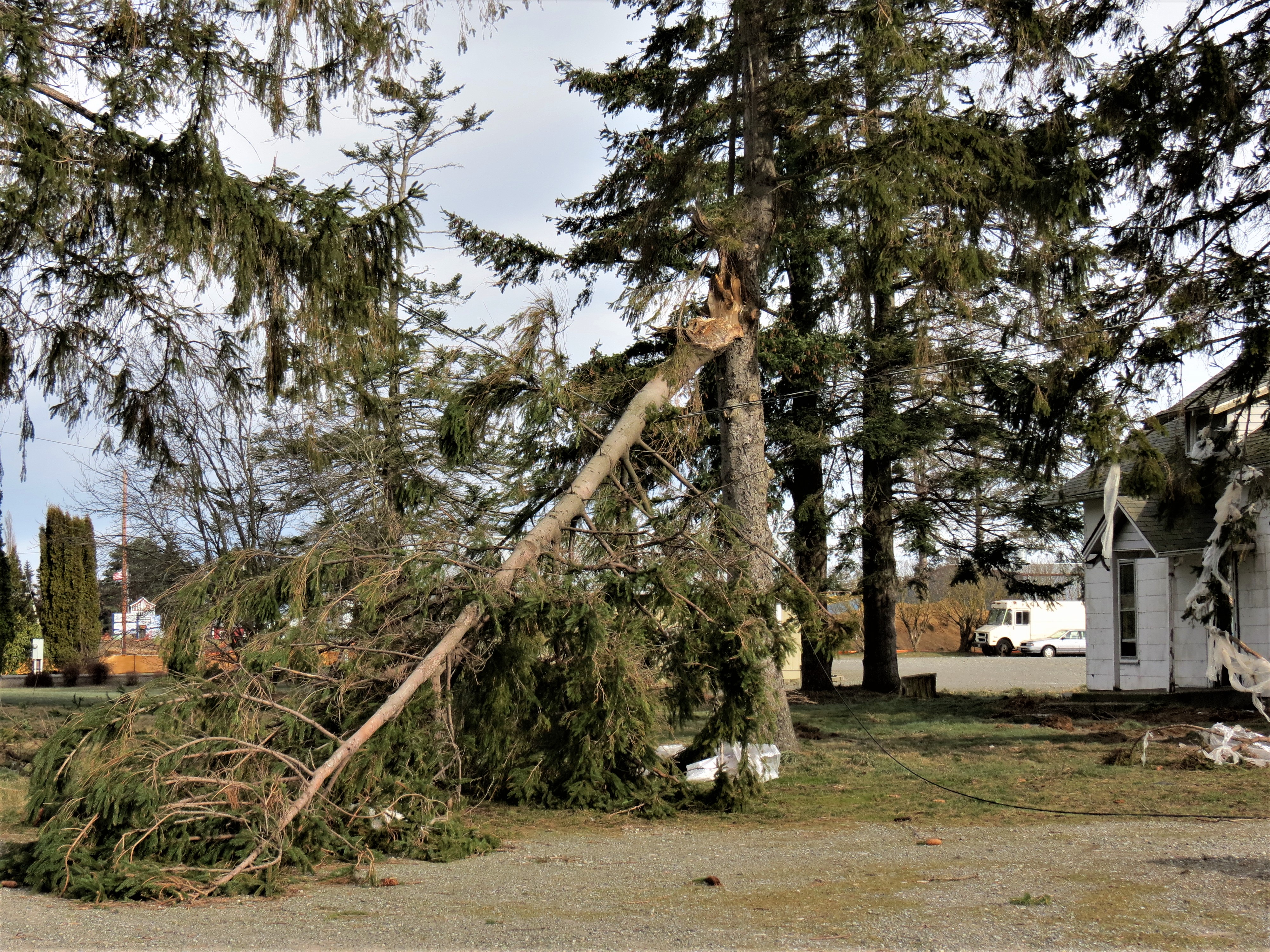A damaged tree on Portal Way after a windstorm with 70mph gusts (February 10, 2019). Photo: Whatcom News