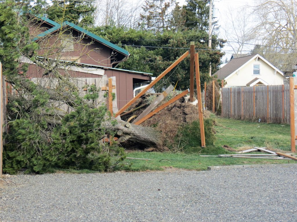 A damaged tree on 2nd Avenue after a windstorm with 70mph gusts (February 10, 2019). Photo: My Ferndale News