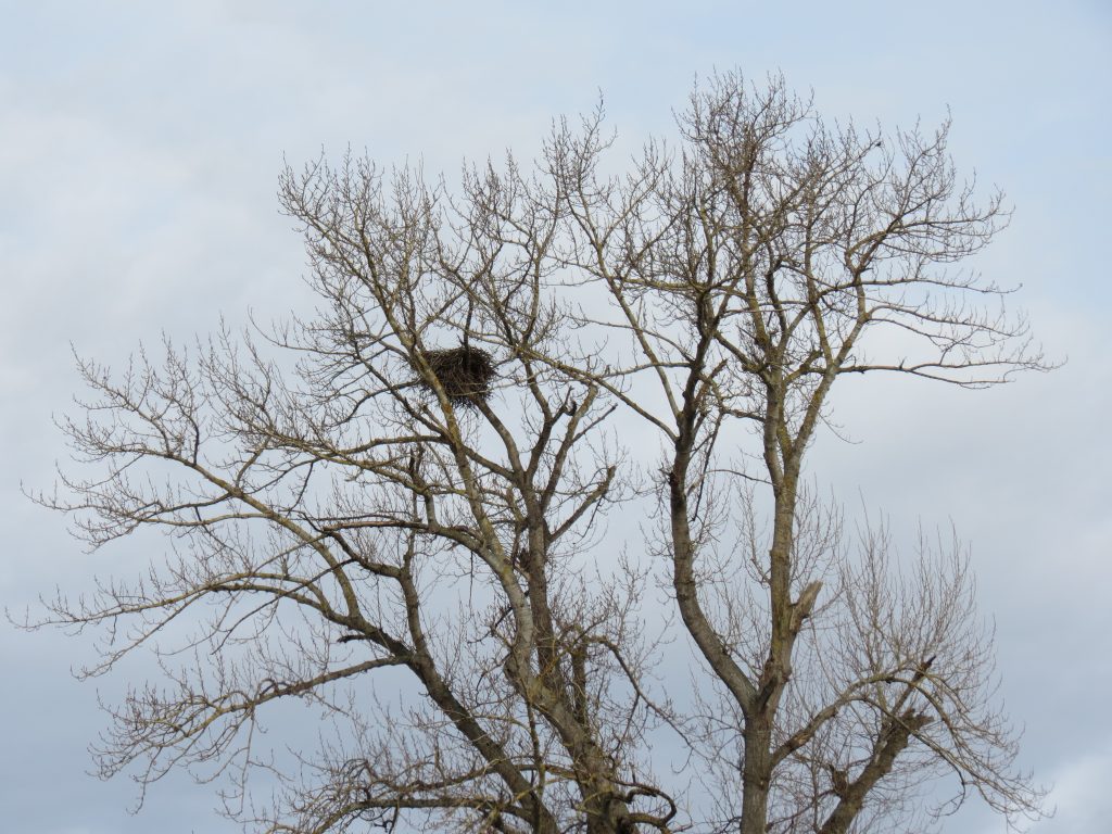 Bald eagles' nest in a tree on W Axton Road (February 10, 2019). Photo: My Ferndale News