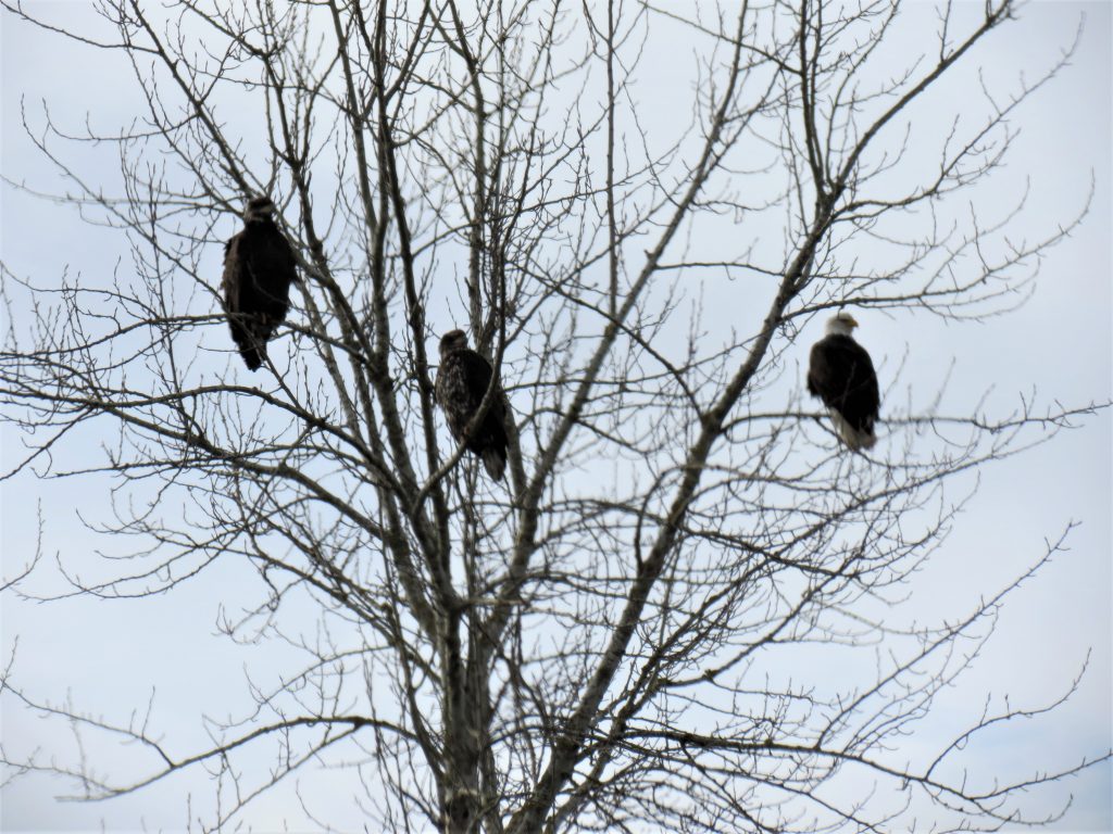 Adult bald eagle with 2 juveniles in a tree on W Axton Road (February 10, 2019). Photo: My Ferndale News