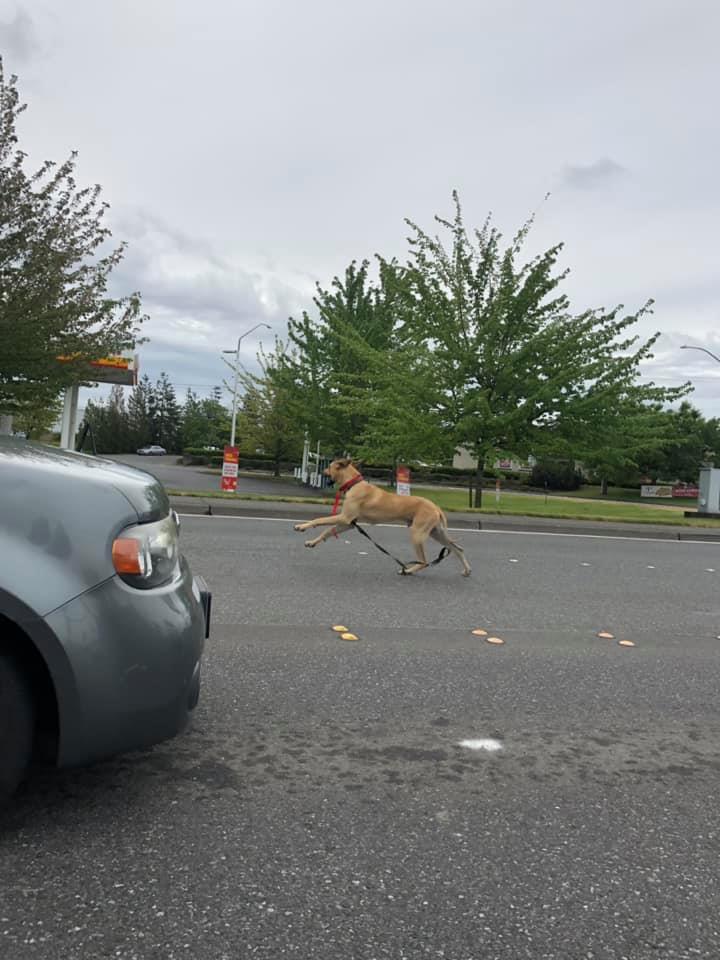 Capone, a Great Dane, can be seen romping down Main Street after escaping a Ferndale veterinarian's office (May 17, 2019). Photo courtesy of Gabryelle Marin