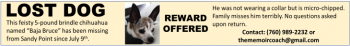 baja bruce lost dog 730x 2