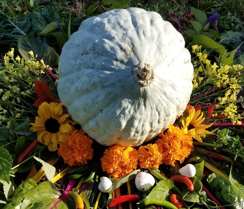 A Swiss chard flower arrangement surrounding a giant hubbard squash. Photo: Nichole Schmitt