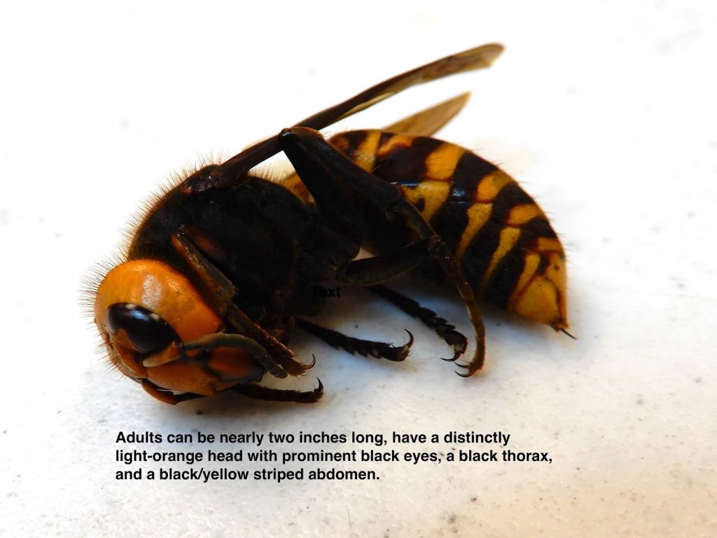 Asian giant hornet. Source: WSDA