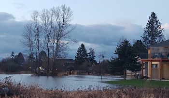 The rear of residential property along 2nd Avenue facing VanderYacht Park became waterfront property when the Nooksack River level rose to nearly 21 feet (February 2, 2020). Photo: My Ferndale News