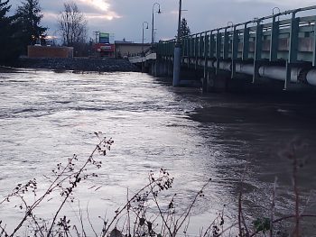 The Nooksack River flowing at just below 21 feet (February 2, 2020). Photo: My Ferndale News