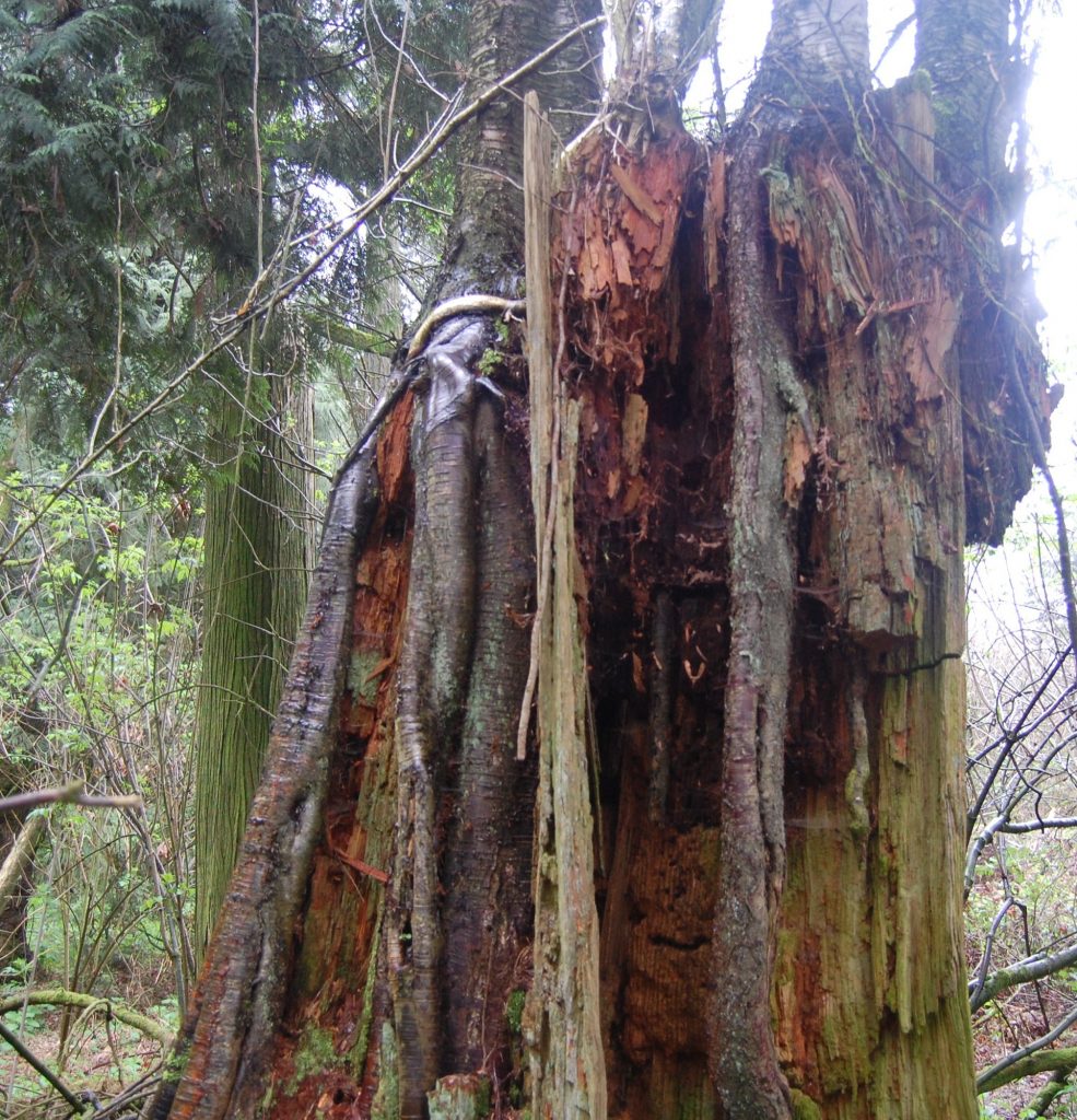 Fir stump supporting birch trees a century after logging. Photo: Marvin Waschke