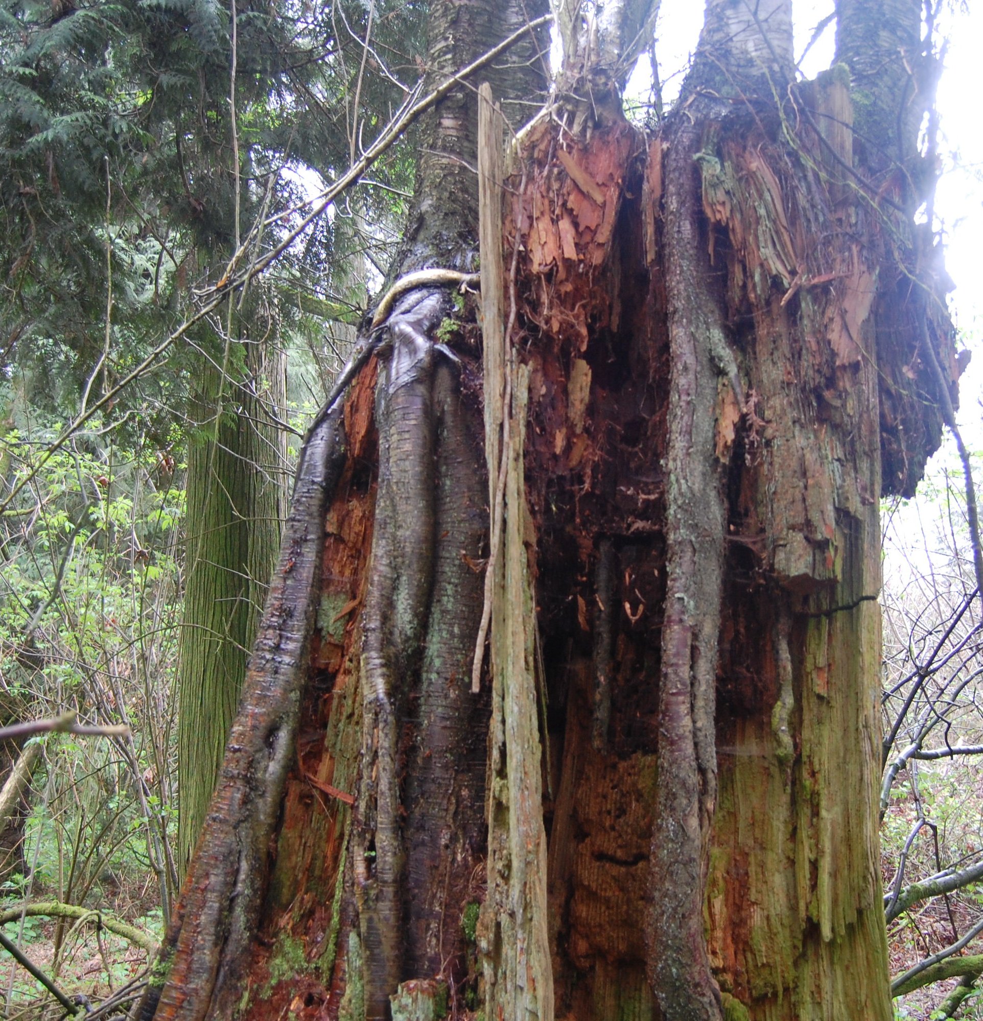 Fir stump supporting birch trees a century after logging. Photo: Marvin Waschke