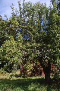 A pear tree planted by Gottlieb Waschke. Photo: Marvin Waschke