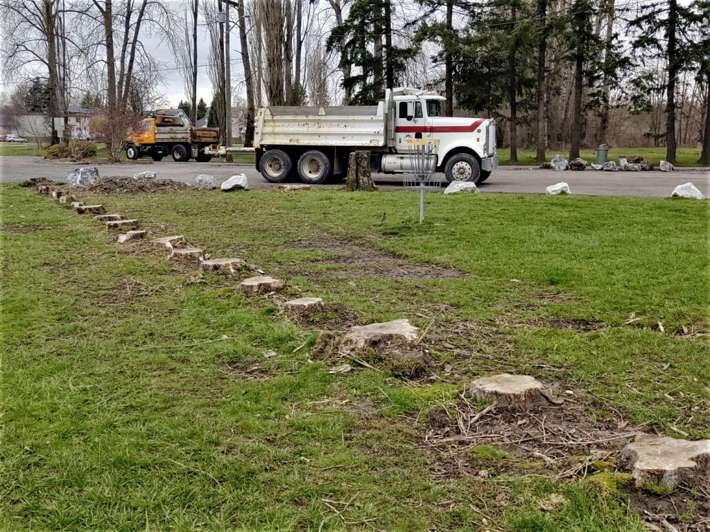 Tree stumps are all that remained after trees that were deemed a danger at VanderYacht Park were removed (March 10, 2020). Photo: My Ferndale News