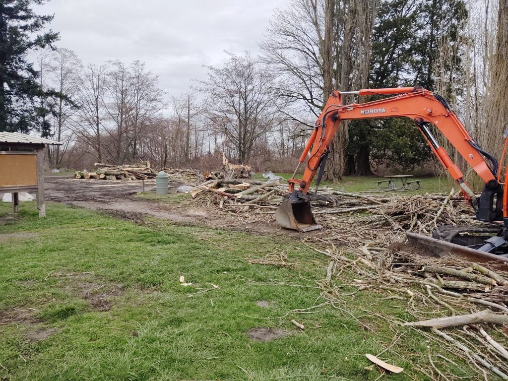 Workers remove trees that were deemed a danger at VanderYacht Park (March 10, 2020). Photo: My Ferndale News